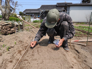 ロードマン行動記 ゴマ味のルッコラの種を播く