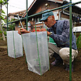 空中栽培の小玉スイカ苗を定植