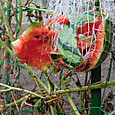 獣の食害に遭った空中栽培の小玉スイカ