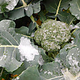 ブロッコリーの葉面に積もった雪
