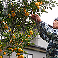 柚子の実を小雨降る中摘果収穫