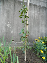 Dscn3084_2