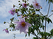 Dscn3077