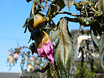 Dscn3118