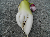 Dscn3230
