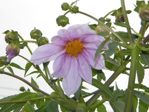 Dscn4264