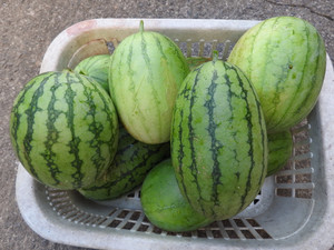 Dscn1559 Dscn1559
