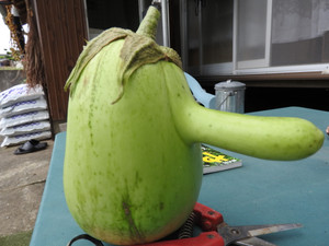 Dscn3353