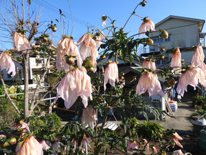 Dscn0153