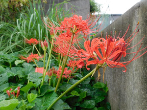Dscn0009