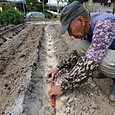 春ジャガ種芋を植え付ける
