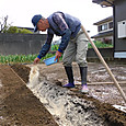 溝を掘り米ぬかを埋設
