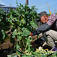 江戸野菜「のらぼう菜」を整理伐根
