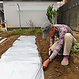 シルバーマルチで覆いトマト苗定植畝を準備