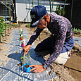 ６０㌢間隔でトマトの苗を定植