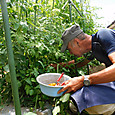ミニトマトの初物を収穫