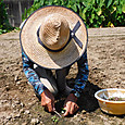 夏草の草取り作業