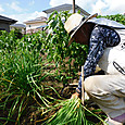 花芽を持ち出したニラを捨て刈り