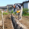 ゴボウの元肥溝掘りに苦労