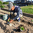 白菜の苗を定植