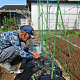 グリンピースの苗を定植