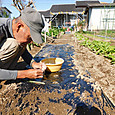 ニンニクの鱗片のつるつるムキムキ植えt