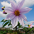 頭上高く皇帝ダリアの花が咲き出す