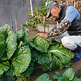 白菜の初物を収穫