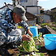 防鳥バケツを外し最後の白菜を収穫