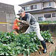 猫もヒヨドリ防除に加勢してくれるのらぼう菜畝