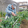 のらぼう菜の新芽を摘む