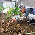 根株を掘り上げ、みょうがの改植作業