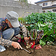 色鮮やかな虹色菜を収穫