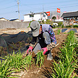 ニラを分株して改植