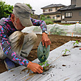 ピーマン苗を根洗い・浅植で定植