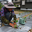 １８本のナス苗を定植
