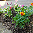玄関先の花の苗を植え替える