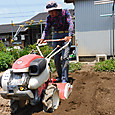 グリンピース収穫あと地を管理機で耕うん