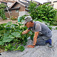 ワラ代わりをかぼちゃ周りに布設