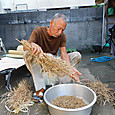 のらぼう菜の種を莢から取り出す