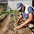 育苗期間１カ月のキャベツ苗を定植