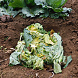 残渣穴にキャベツ・大根の葉屑を投棄処分