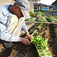 リーフレタス苗を定植