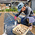 春ジャガイモの種芋を植え付ける