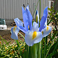 アイリスの花が咲き出しました