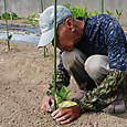 ナス苗を定植しプラ支柱に根元を括る