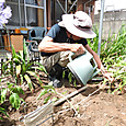 ヒマワリの苗を１５本定植