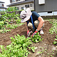 雨で葉が溶けたホウレンソウ・小松菜を伐根処分