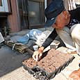 ソラマメの種をポットに播く