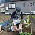 腐れた小菜園の基準杭を新調